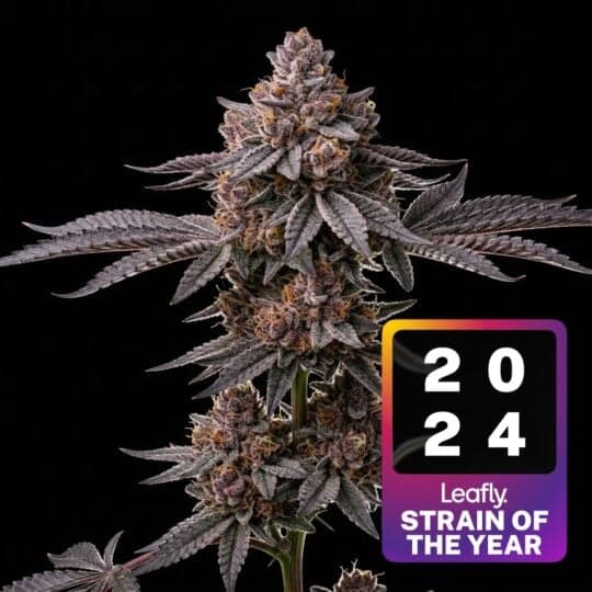 Super Boof Feminized Seeds