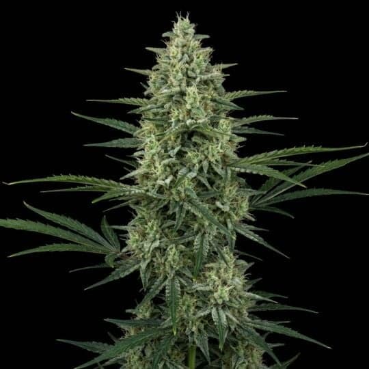 Super Lemon Haze Autoflower Seeds
