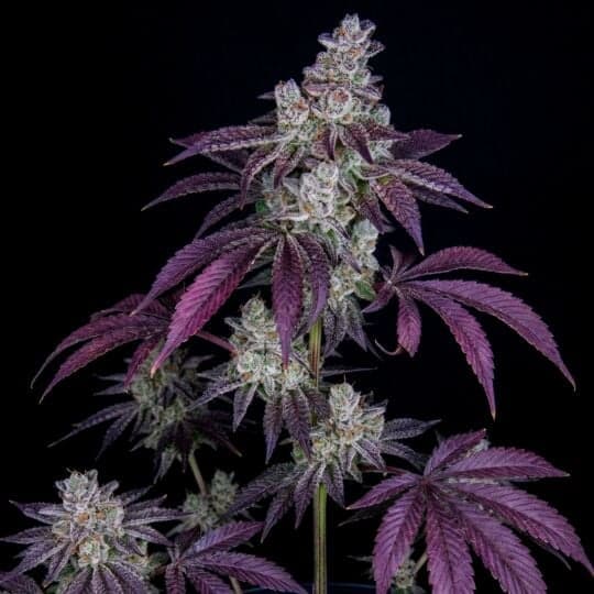 Sweet Berry Autoflower Seeds