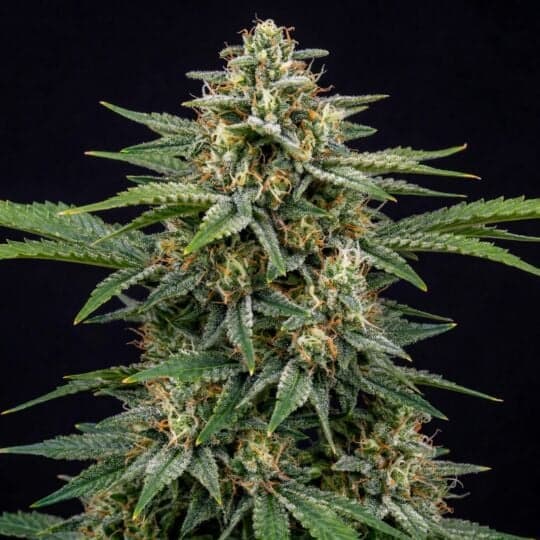 Swiss Dream Autoflower Seeds