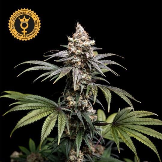 Tropic Gem Feminized - World Breeders Seeds