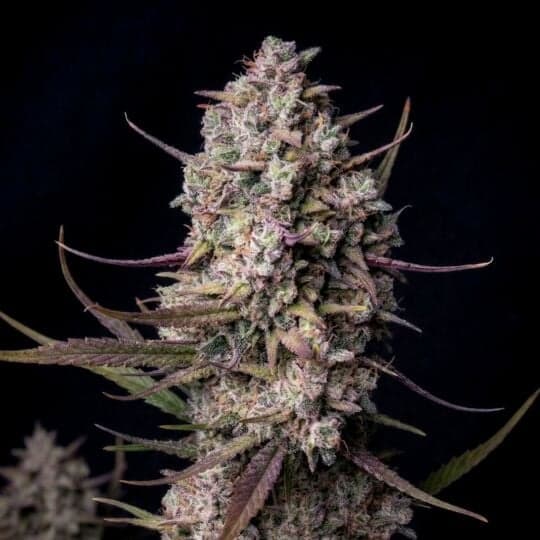 Tropicanna Cookies Autoflower Seeds
