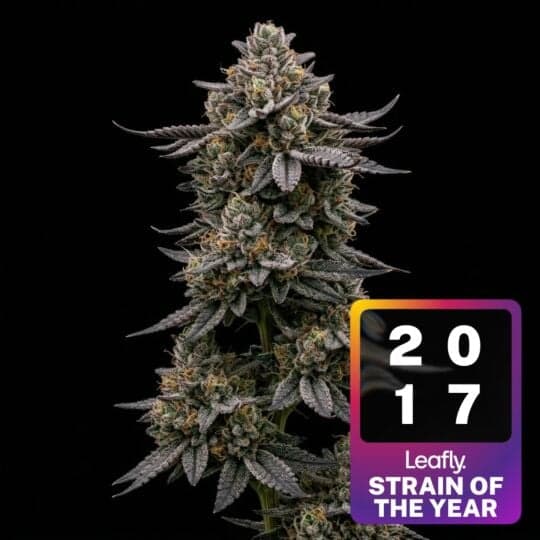 Wedding Cake Seeds