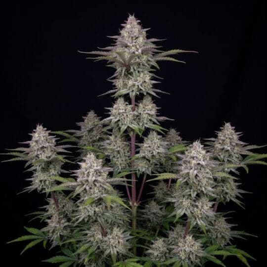 Wedding Cheesecake Autoflower Seeds