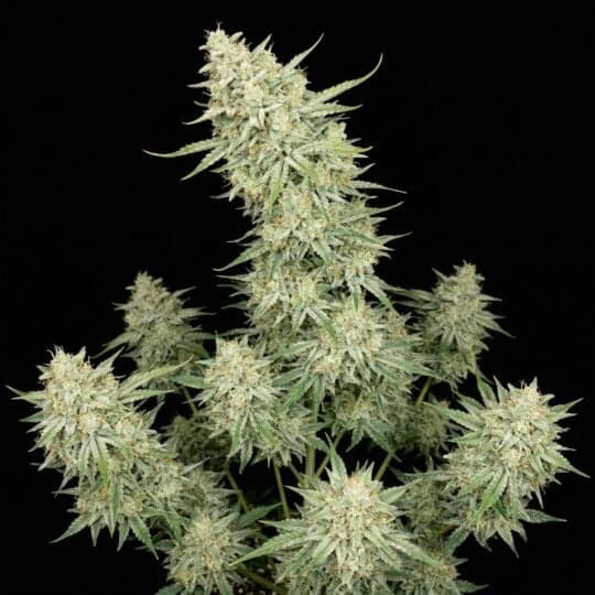 White Russian Autoflower Seeds