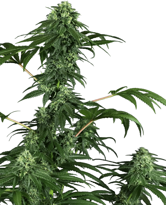 CBD Harlequin Kimbo Kush Fast Version Marijuana Seeds | Crop King Seeds