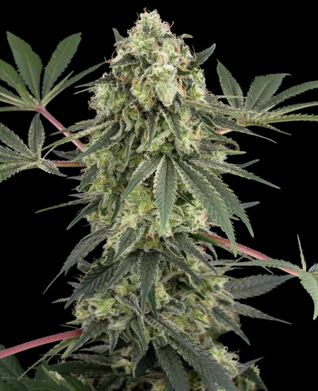 Acai Bacio Feminized Seeds