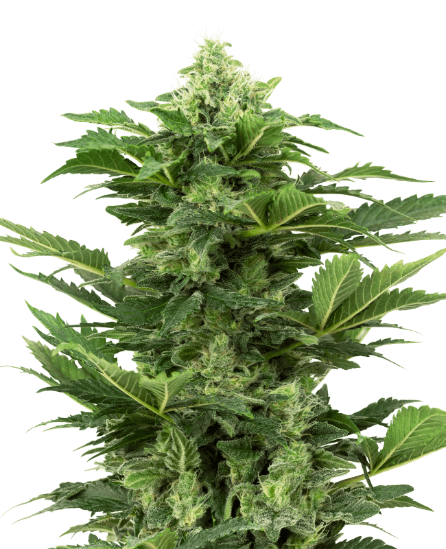 Afghan Pearl CBD Automatic Seeds
