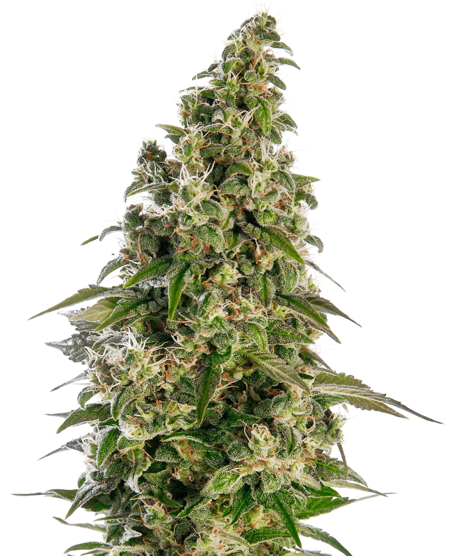 Afghani #1 Automatic Seeds