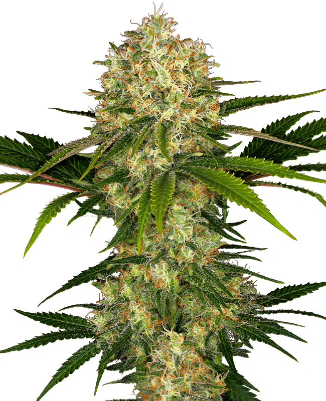 Afghani #1 Feminized Seeds