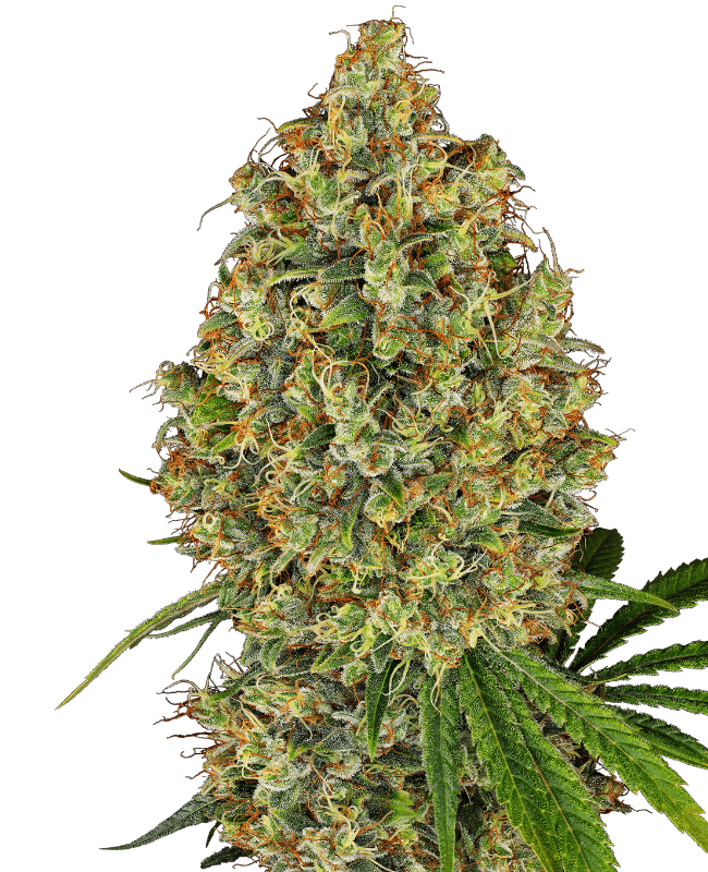 AK-420 Feminized Seeds