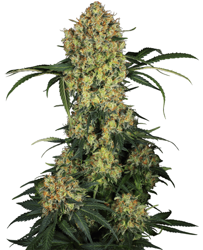 Aloha OG Feminized Seeds