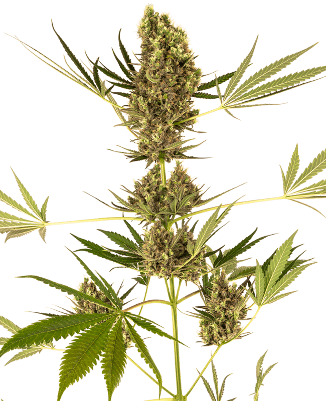 Alpine Delight CBD Automatic Seeds