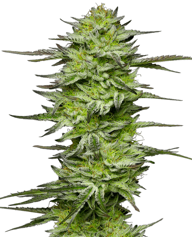 Amnesia Jelly Automatic Seeds