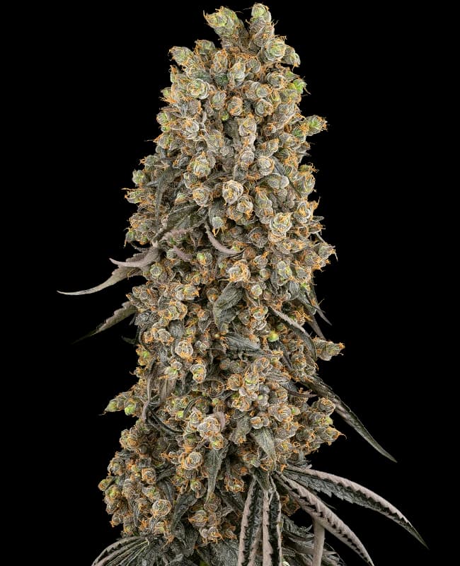 Atomic Blue Dream Feminized Seeds