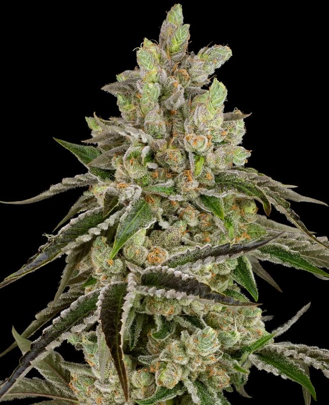 B-Funk Feminized Seeds