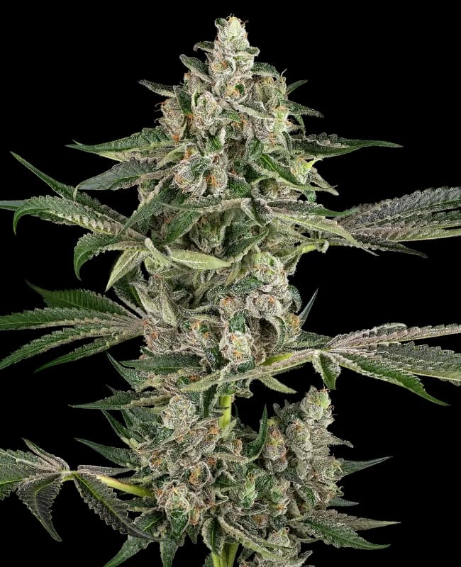 Bad Apple Feminized Seeds