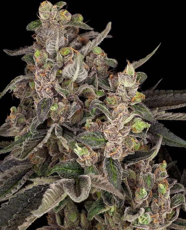 Bahama Mama Automatic Seeds