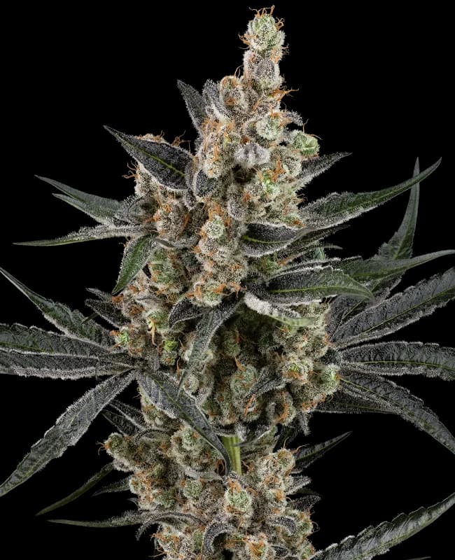 Banana Cake Pop Feminized Seeds