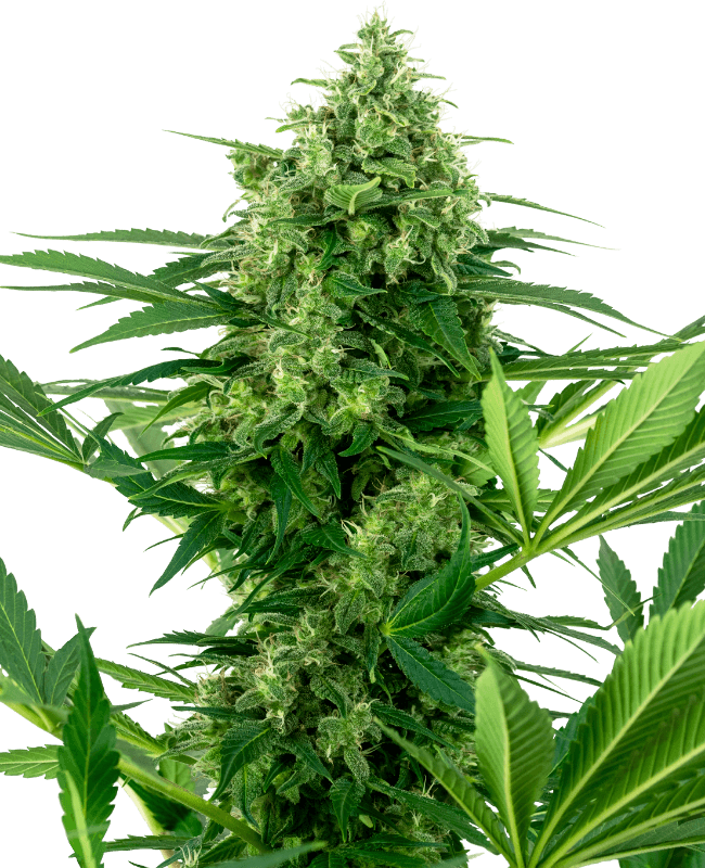 Banana Frosting Feminized Seeds