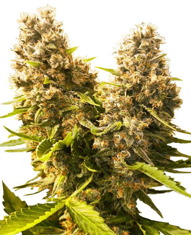 Banana Kush Cake Automatic Seeds