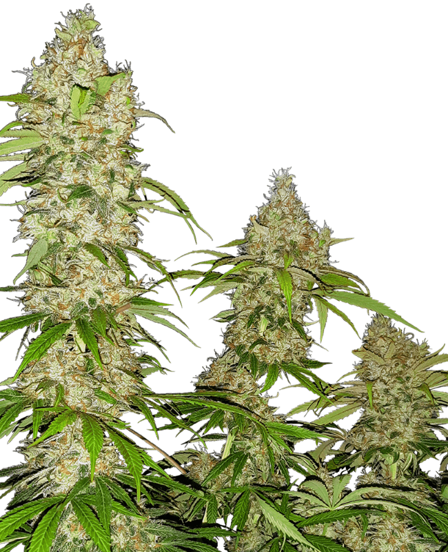 Banana Kush Cake Feminized Seeds