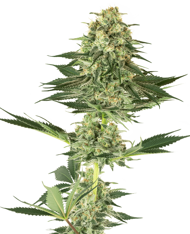 Banana Kush Feminized Seeds