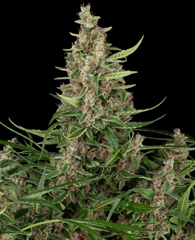 Banana Shake Feminized Seeds