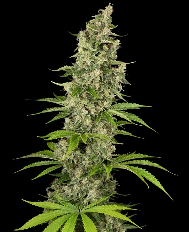 Béluga Blanc Feminized Seeds