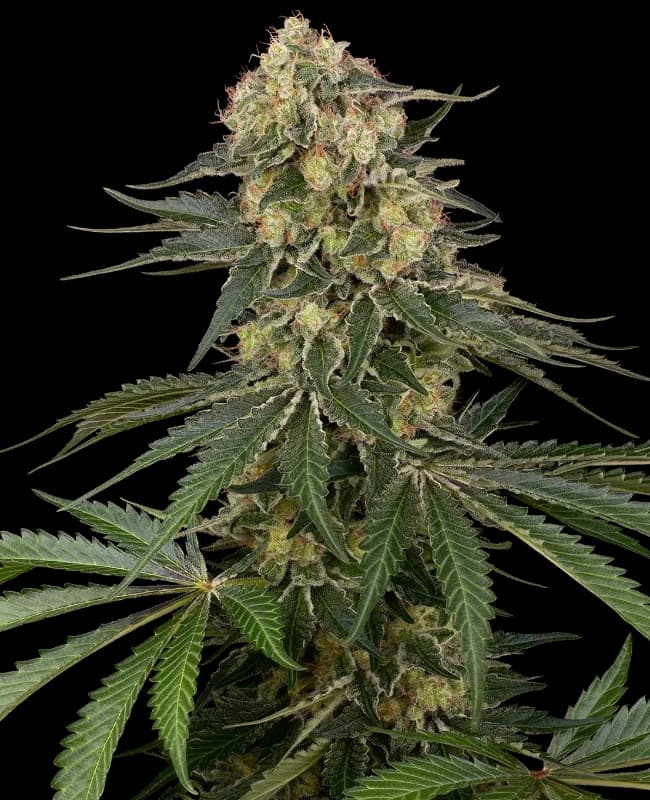 Berliner Automatic Seeds