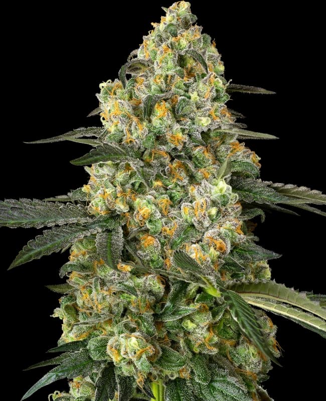 Big Berry Bliss Feminized Seeds