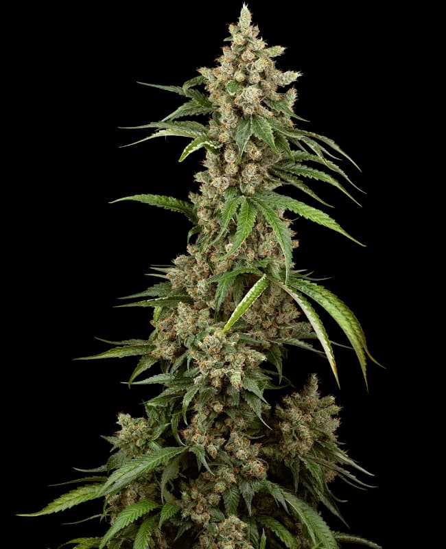 Big Berry Boom Boom Feminized Seeds