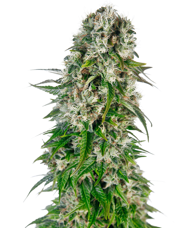 Big Bud Automatic Seeds