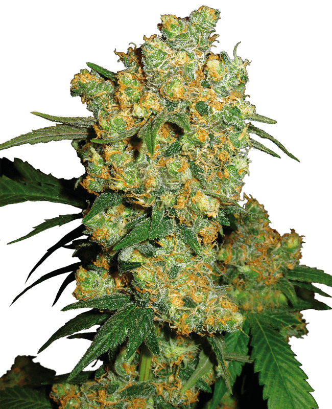 Big Bud Feminized Seeds