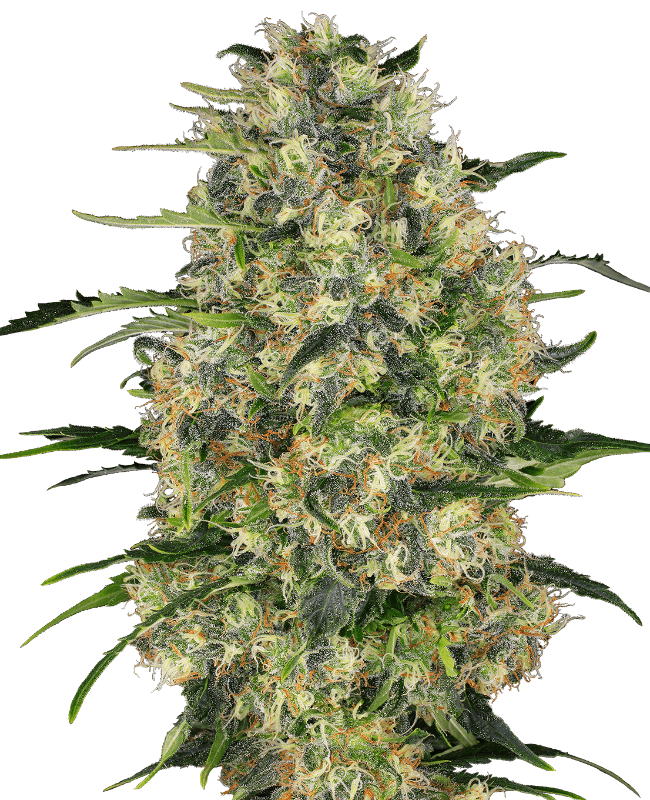 Black Domina Feminized Seeds