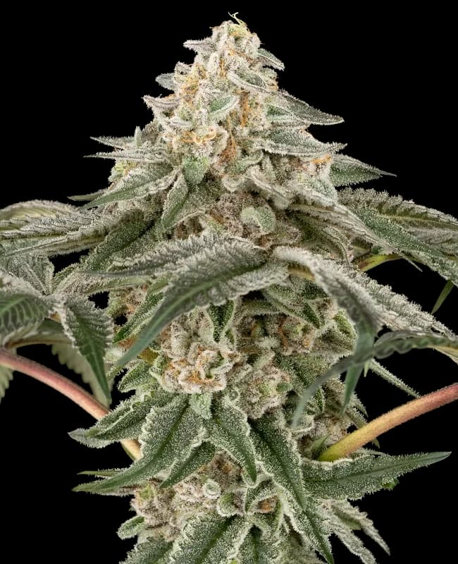 Black Lily Feminized Seeds