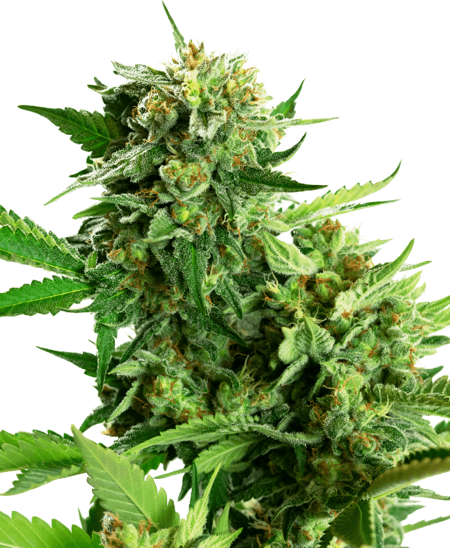 Blackberry Cake Feminized Seeds