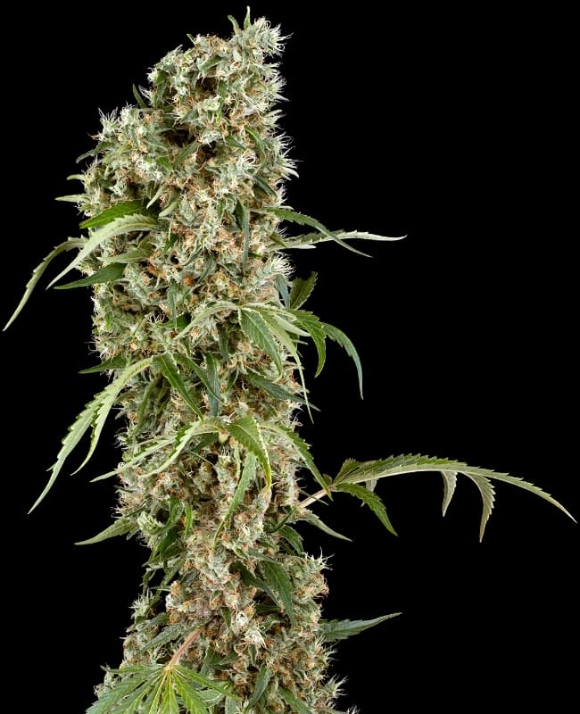 Blackberry Herer Feminized Seeds