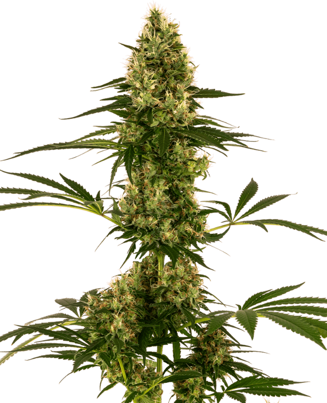 Blue Bullet Automatic Seeds