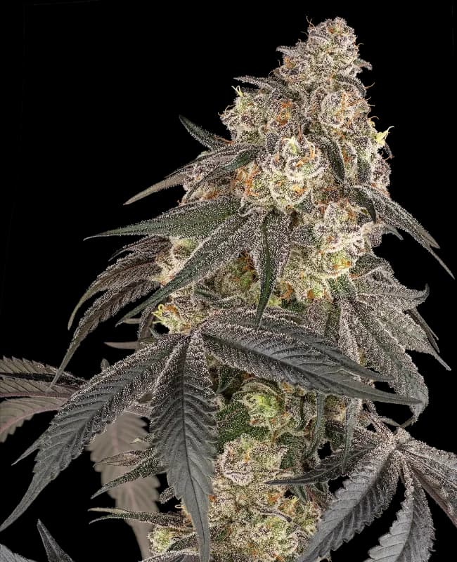 Blue Porcelain Feminized Seeds