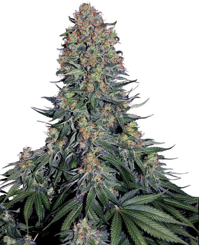 Blue Skunk Feminized Seeds
