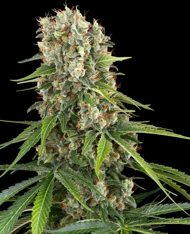 Blue Sunset Feminized Seeds
