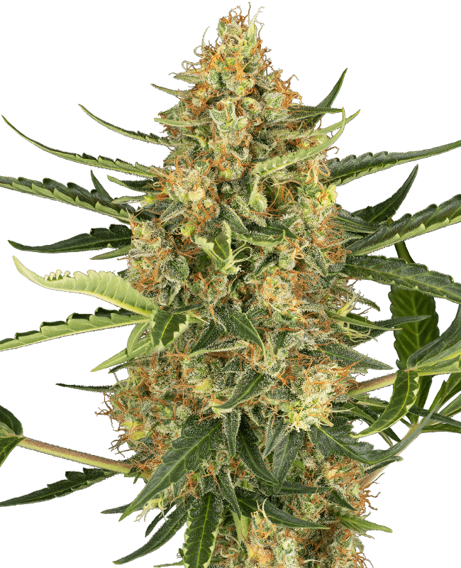 Blueberry Bubblegum Automatic Seeds