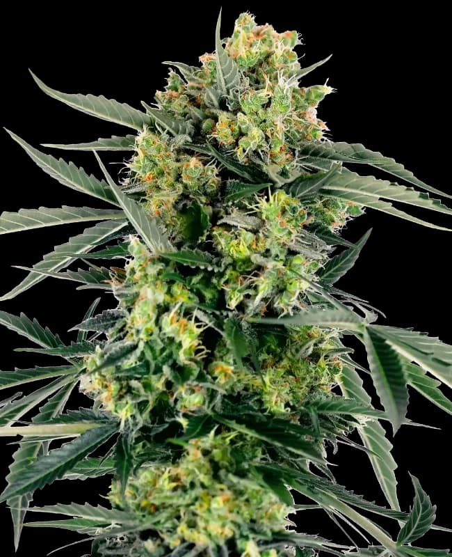 Blueberry Candiez Automatic Seeds