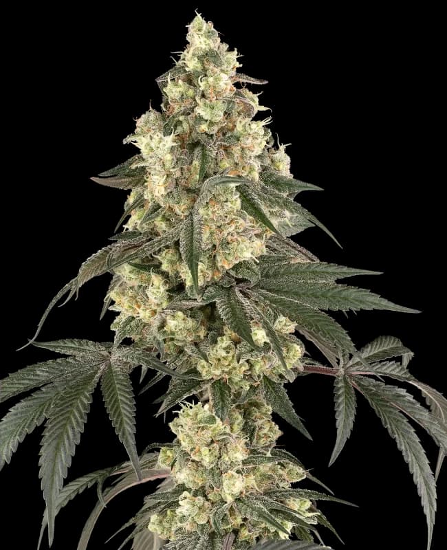 Boujee Berriez Feminized Seeds