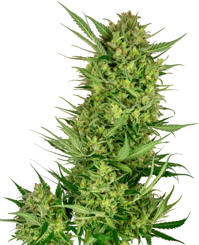 Buttercream Gelato Feminized Seeds