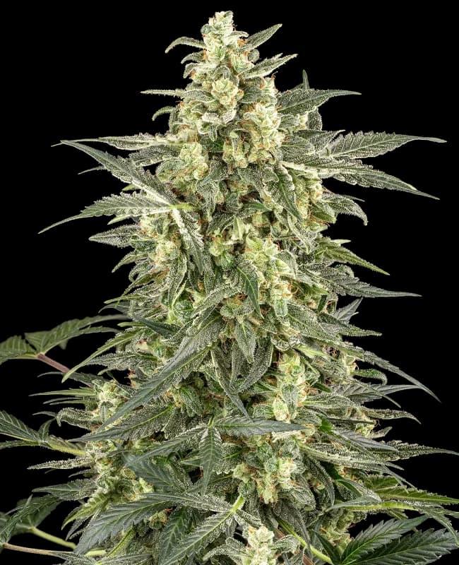 C4 Automatic Seeds