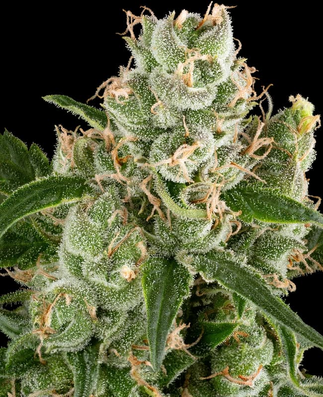 California Haze Feminized Seeds