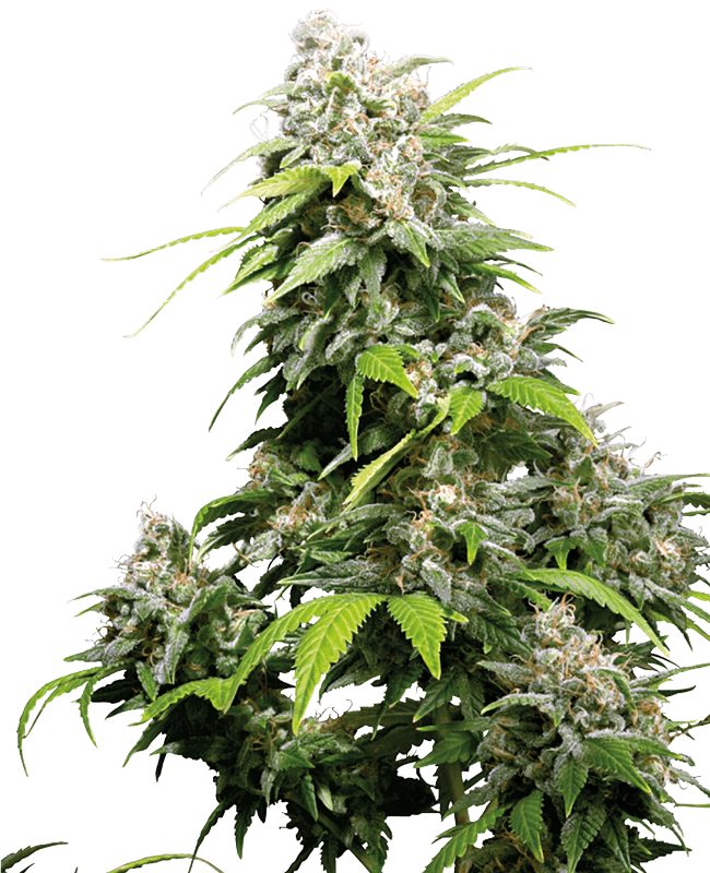 California Indica Feminized Seeds