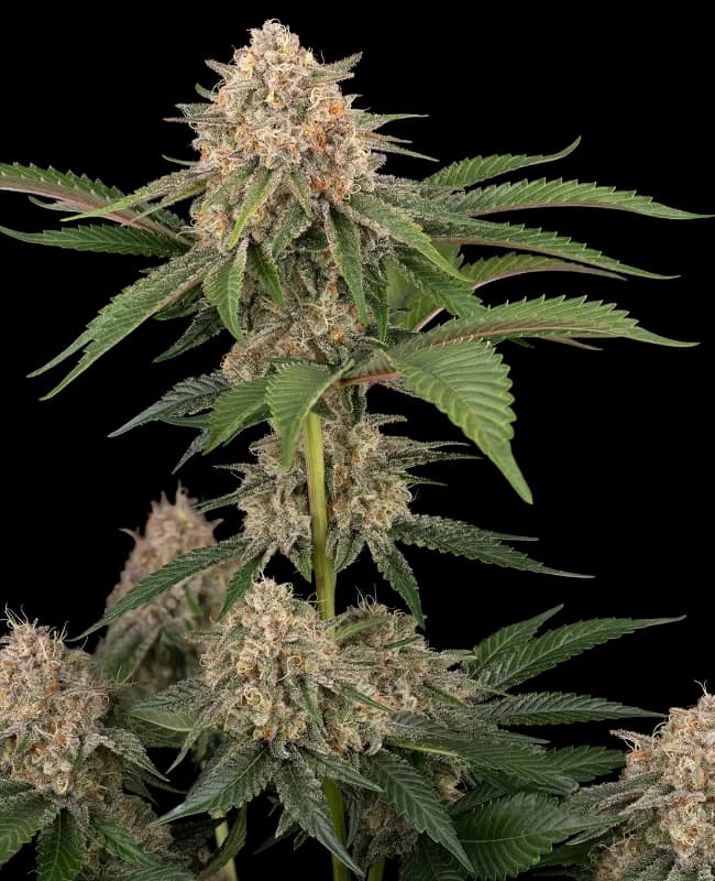 California Runtz Automatic Seeds